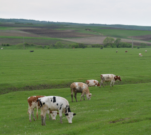 ANT bovine Campania 2023: APIA a început autorizarea la plată