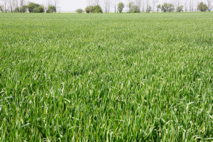 Acțiune rapidă și costuri mai mici cu noul fungicid Forapro® pentru cereale