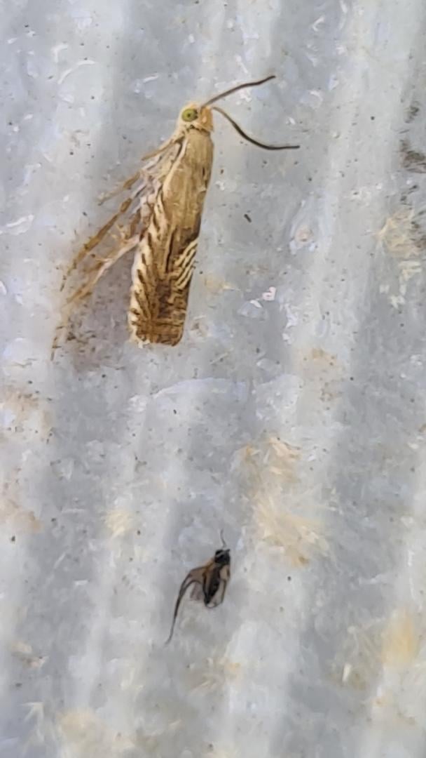 Adult de Grapholita delineana capturat la capcana delta cu adeziv și feromon sexual