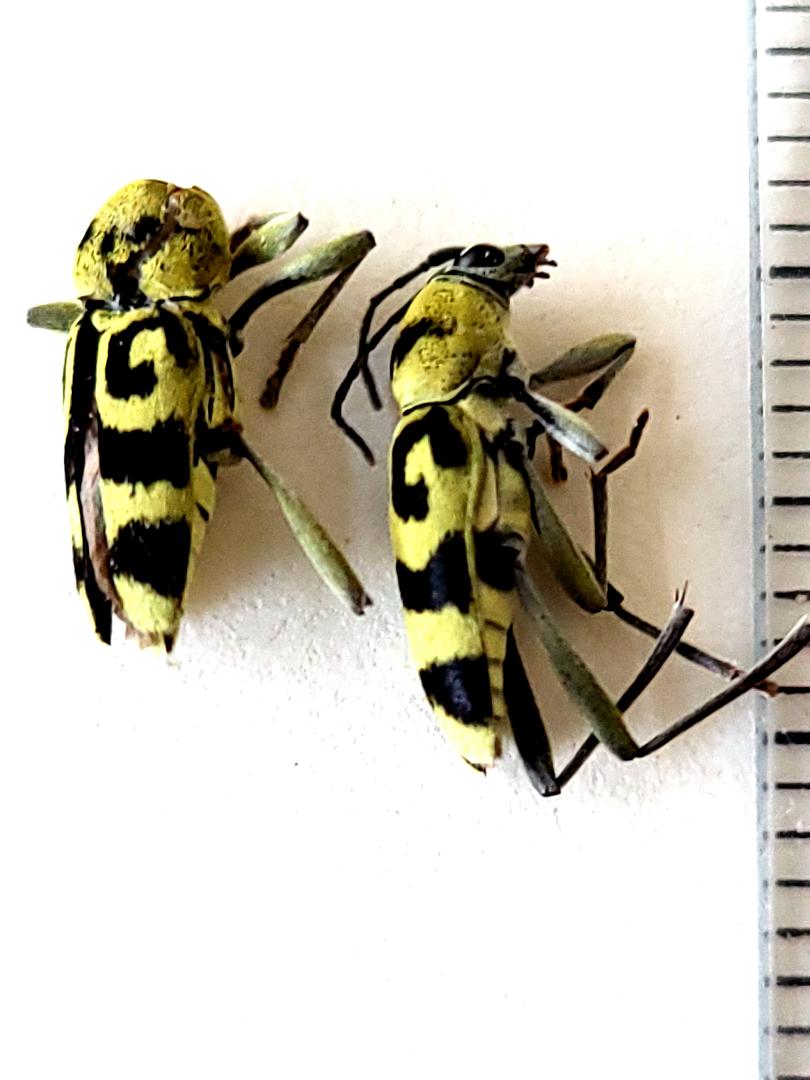Adulți de Chlorophorus varius