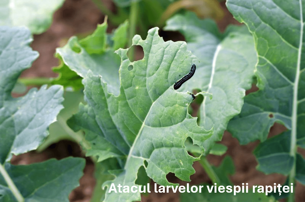 Atacul larvelor viespii rapiței