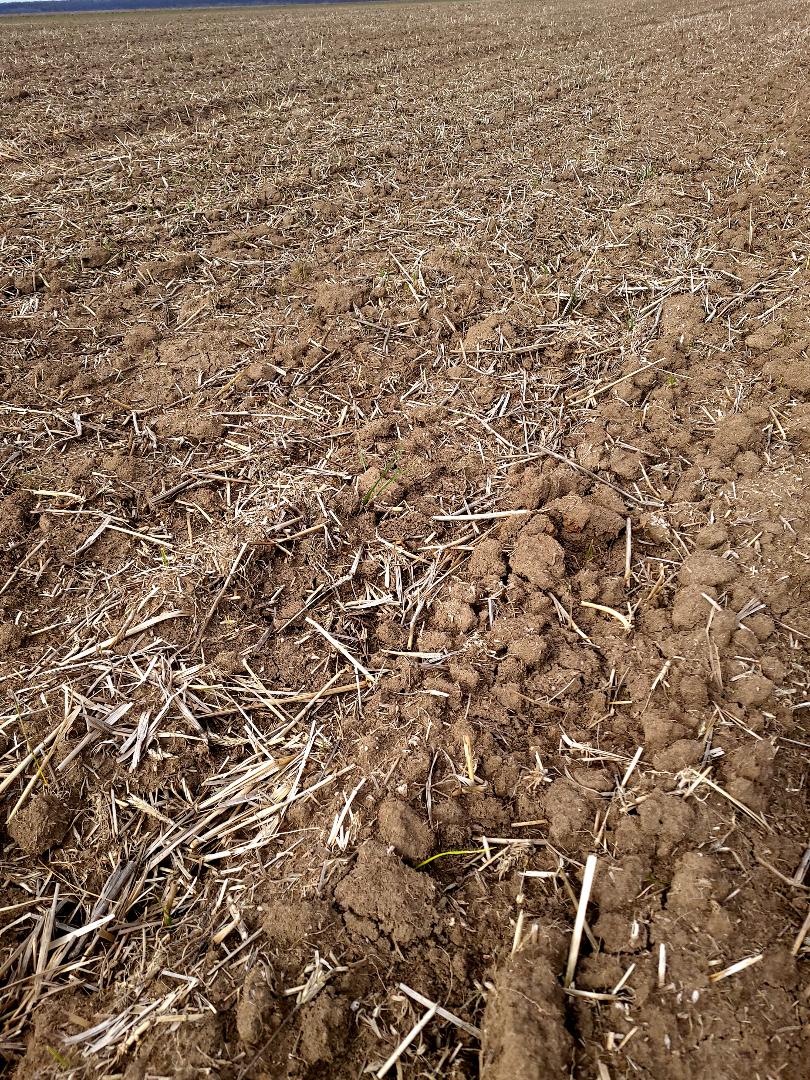 Cultură de grâu distrusă în totalitate de larve. Monocultură 3 ani. Foto 2025 februarie