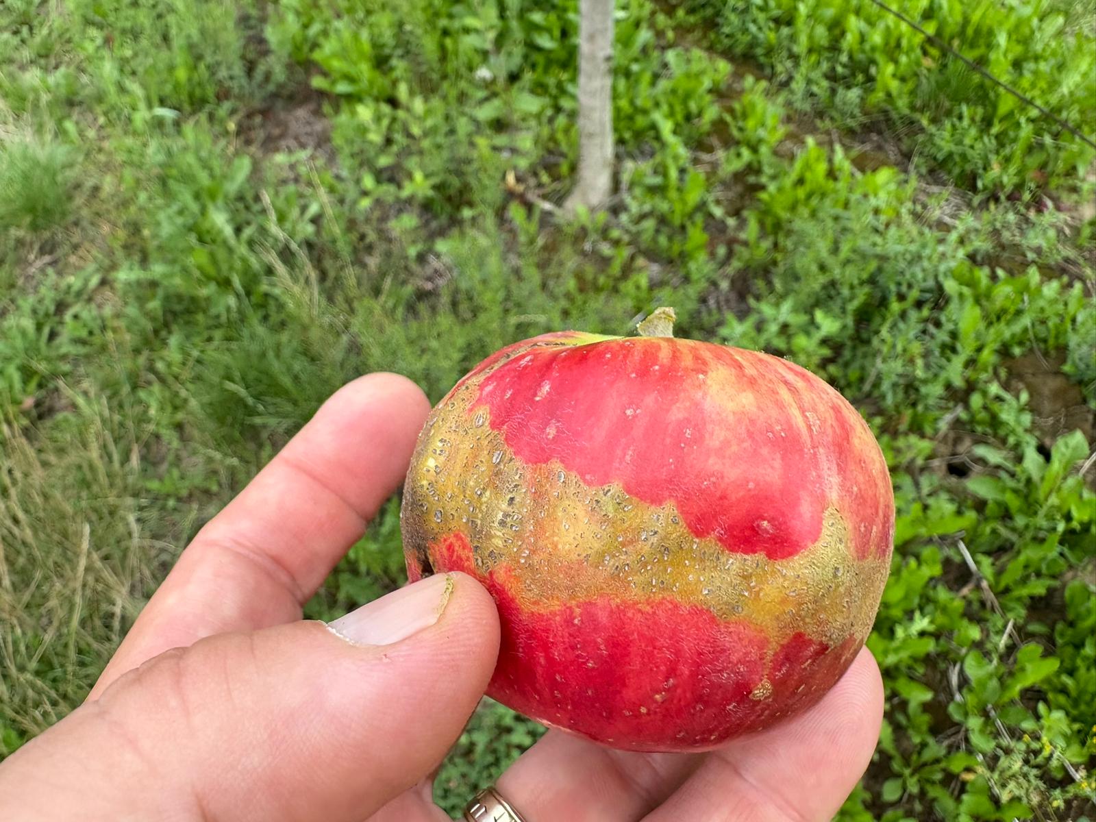 Daune plantații pomicole măr4
