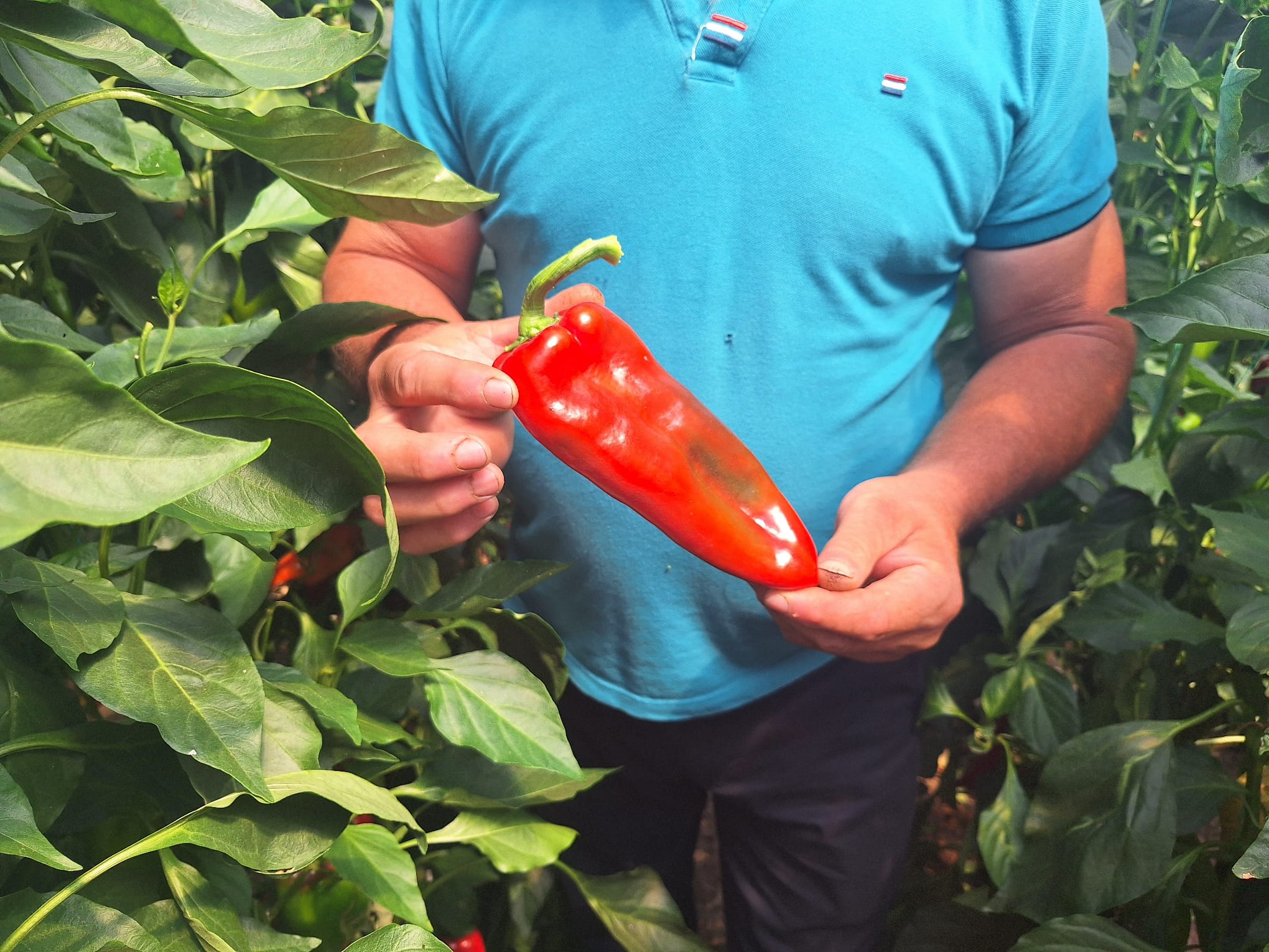 Greenhouse Crops Corteva Agriscience 2