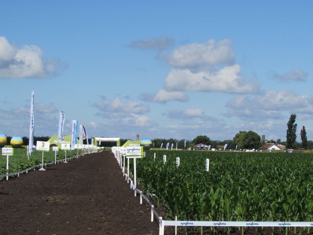 lot Syngenta