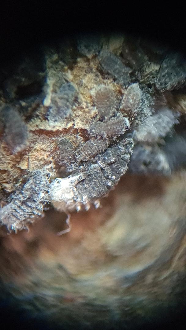 Larve hibernante de Eriosoma lanigerum păduchele lânos