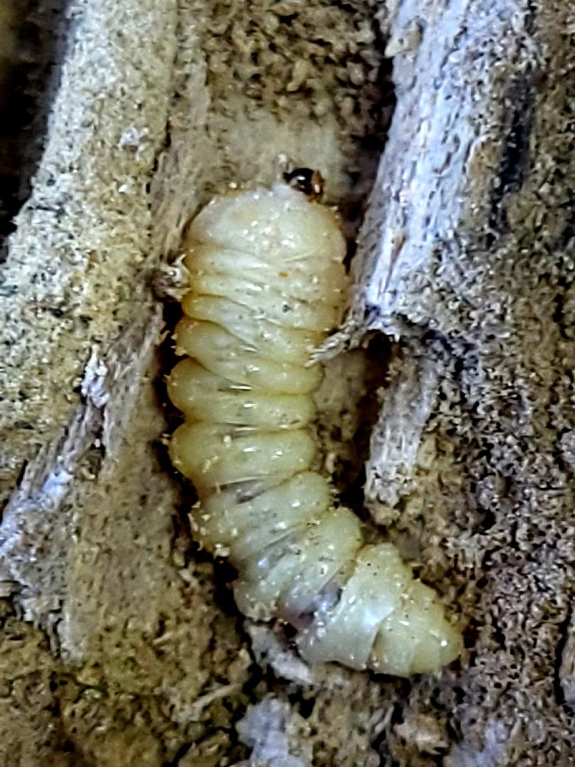 Larvă de Chlorophorus varius în lemn de nuc