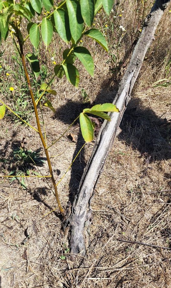 Nuc înclinat Tulpina este plină de larve
