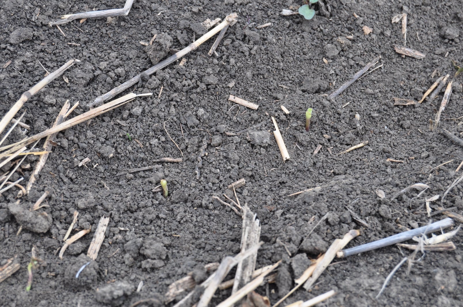 Plante de floarea soarelui retezate de Opatrum sabulosum. Cultura va fi întoarsă