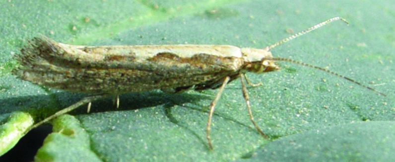 Plutella xylostella adult
