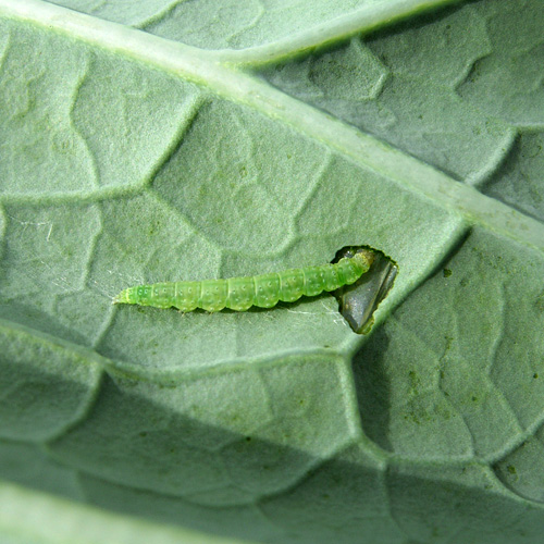Plutella xylostella larvă