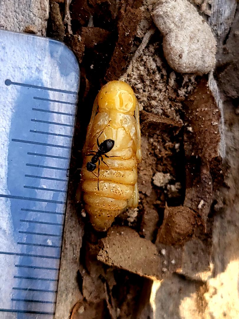 Pupă de Chlorophorus varius