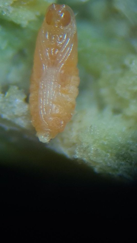 Pupă de Lasioptera tomaticola