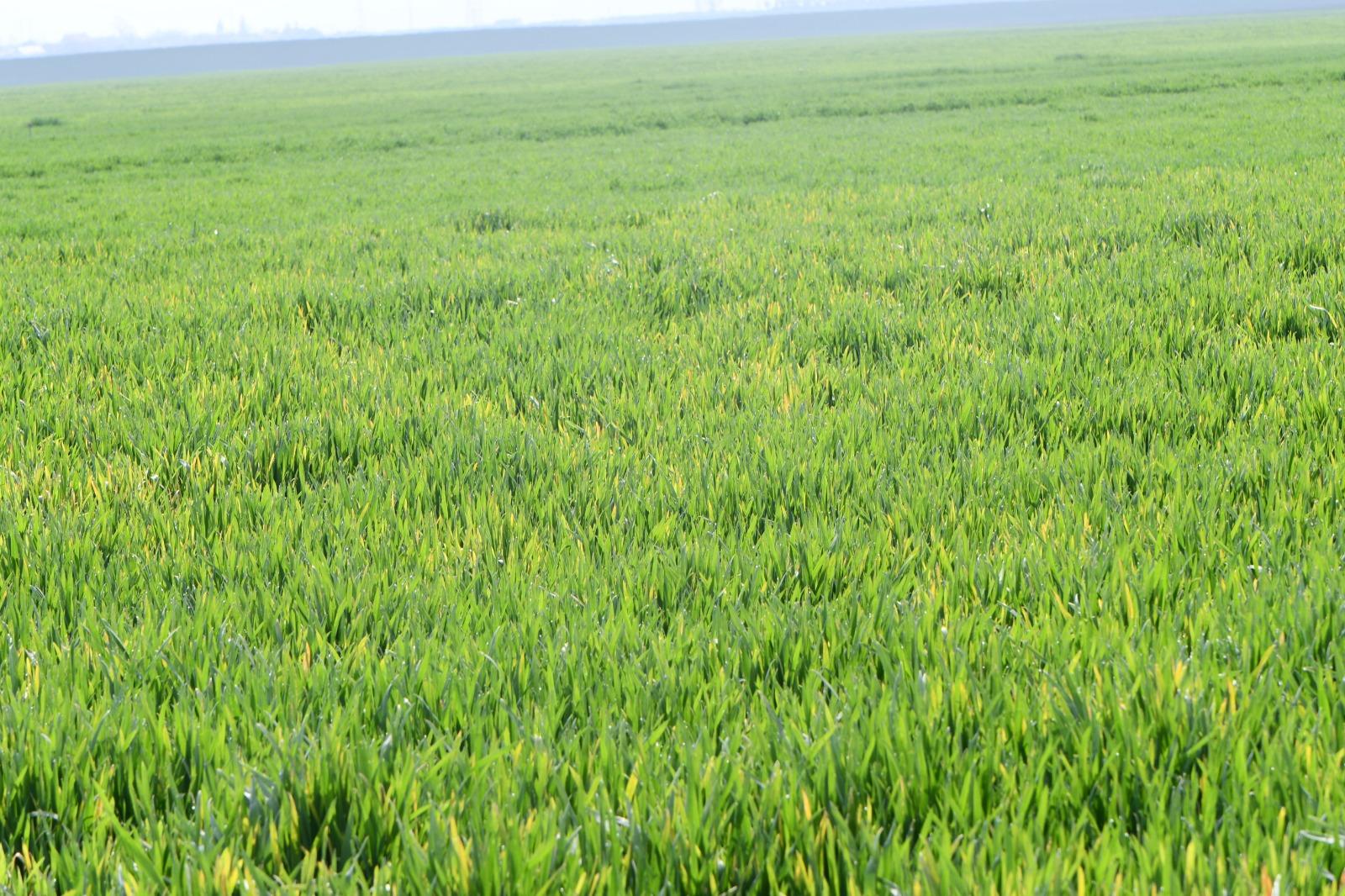 Simptome produse de BYDV la o cultură de grâu din Caraș Severin. Primăvara 2023. Plantele sunt îngălbenite și au stagnat în creștere. Cultura a fost întoarsă