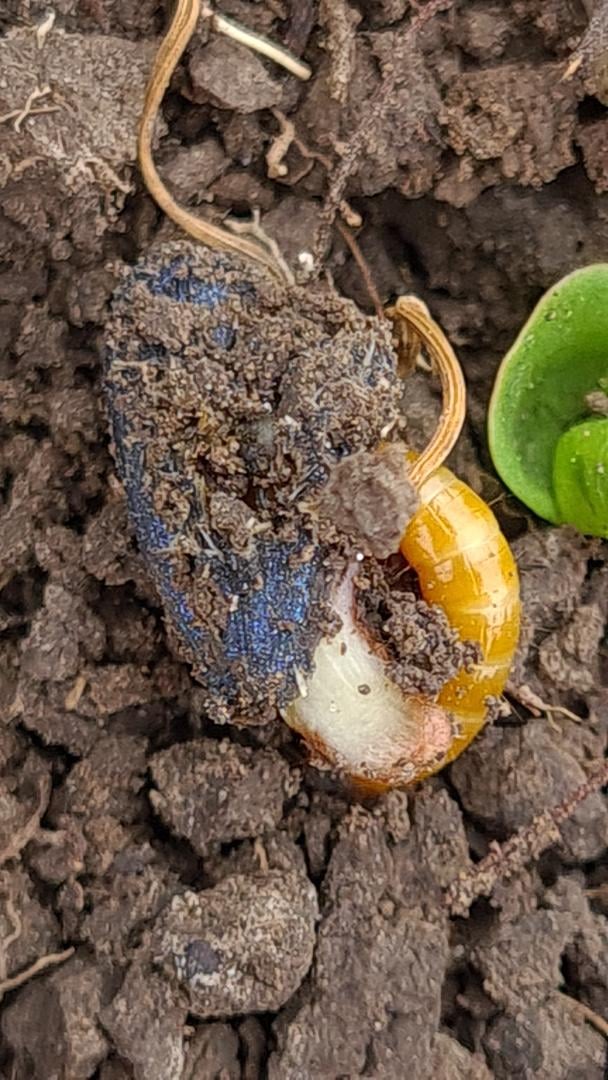 Sămânță de floarea soarelui distrusă de Agriotes spjpg