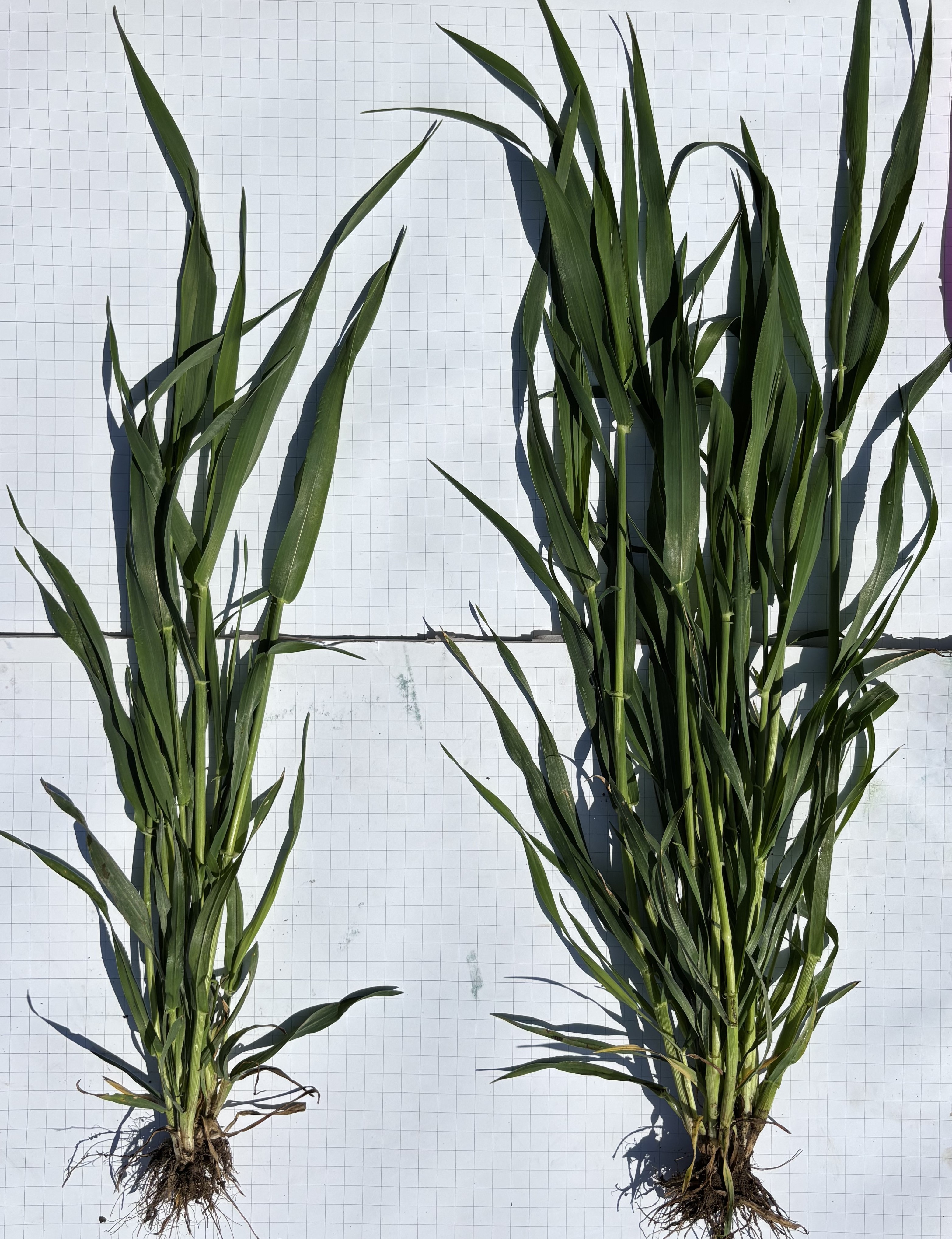 Tillers