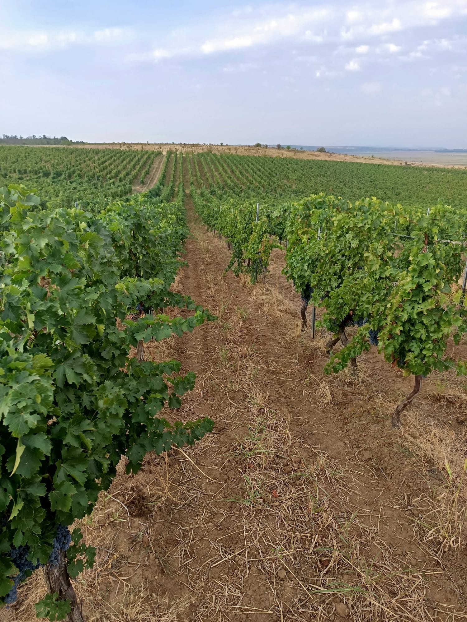 Winegrapes Crop Corteva Romania