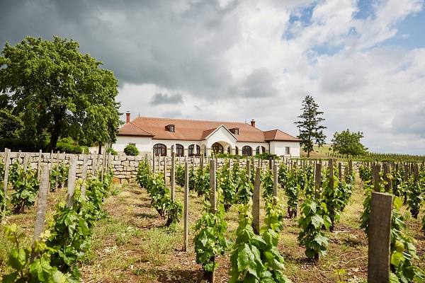 c patricius winery2