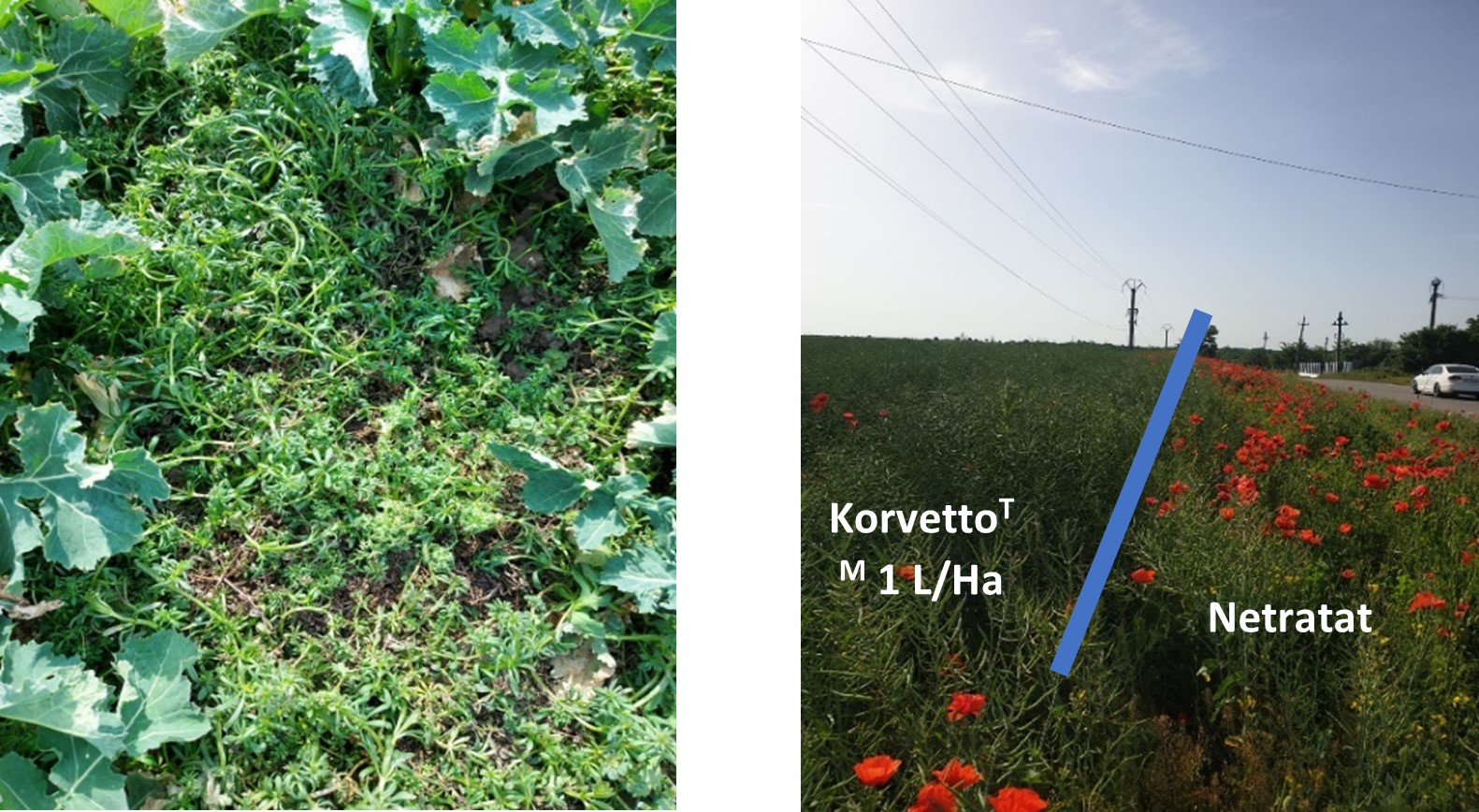 corteva korvetto