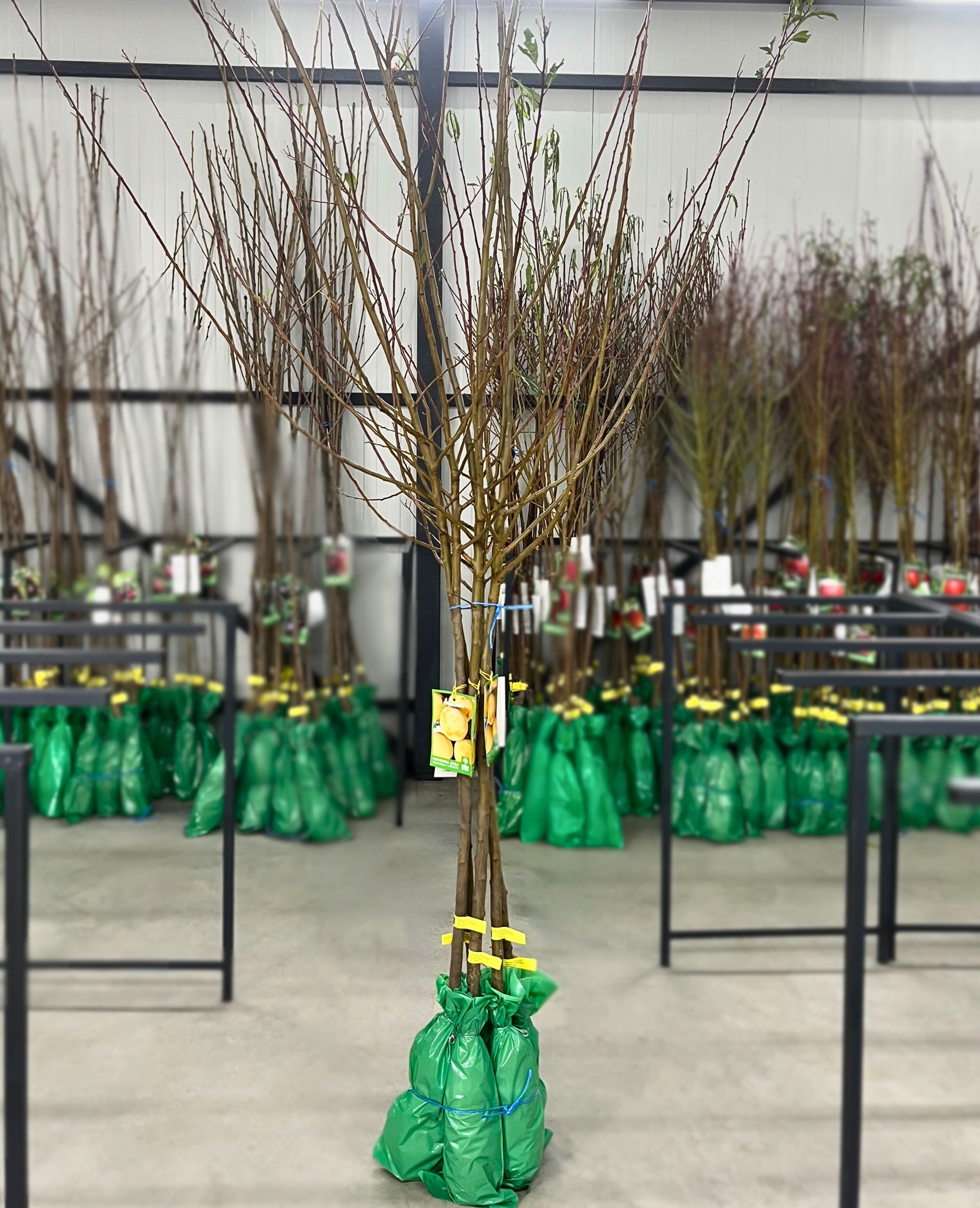 horti 269 pepiniera sosa 1