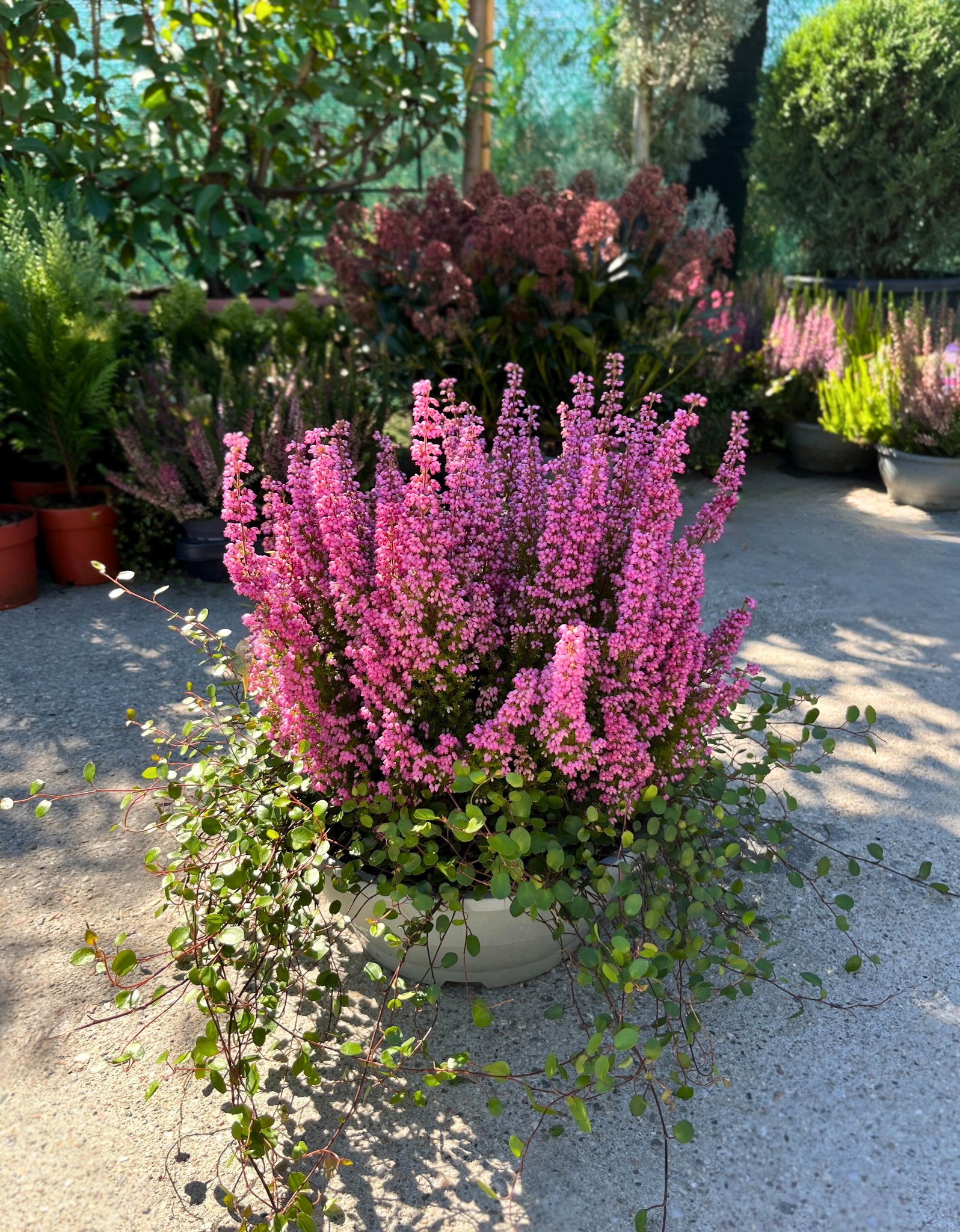 horti 269 pepiniera sosa 2