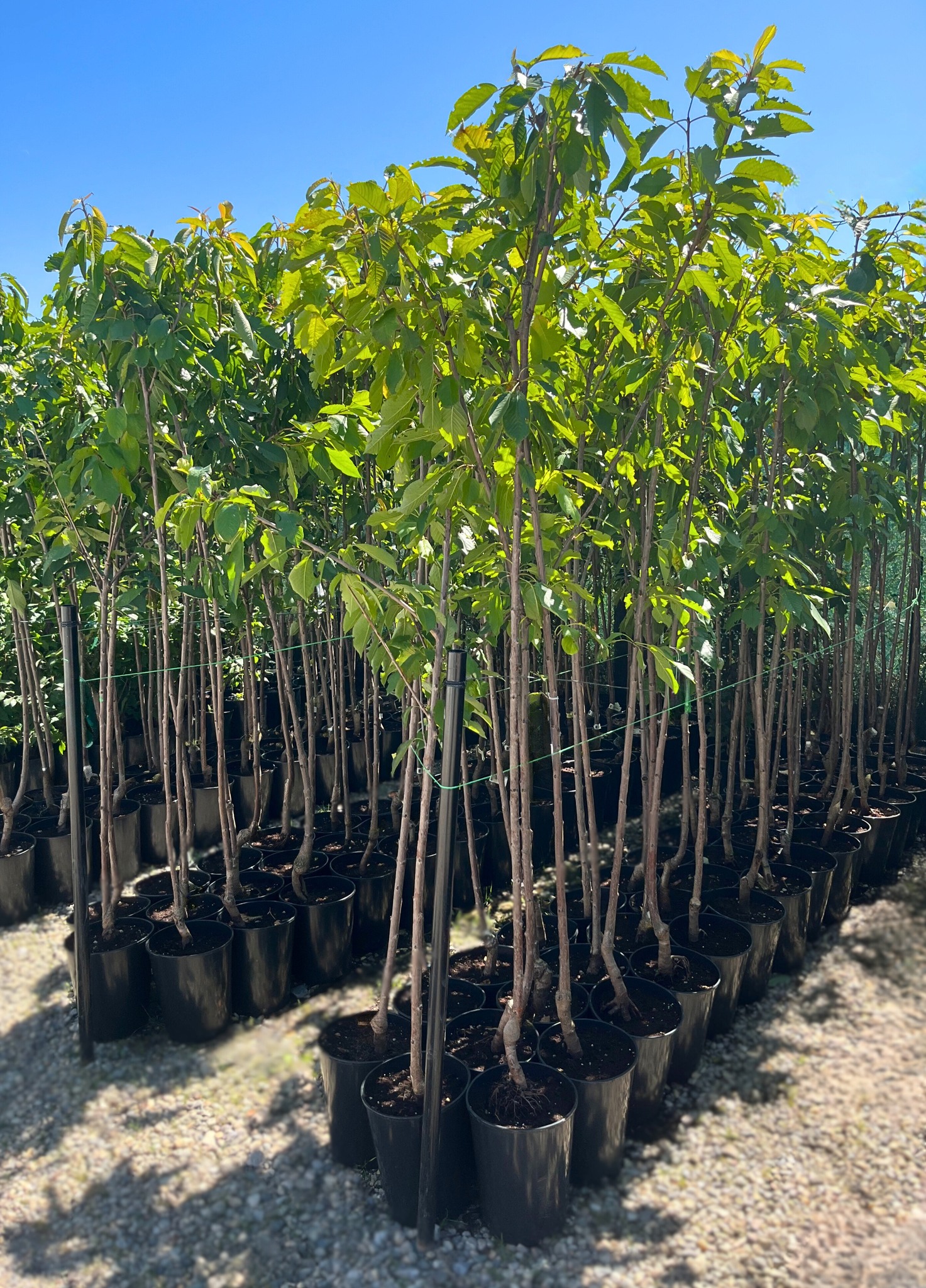 horti 269 pepiniera sosa 3