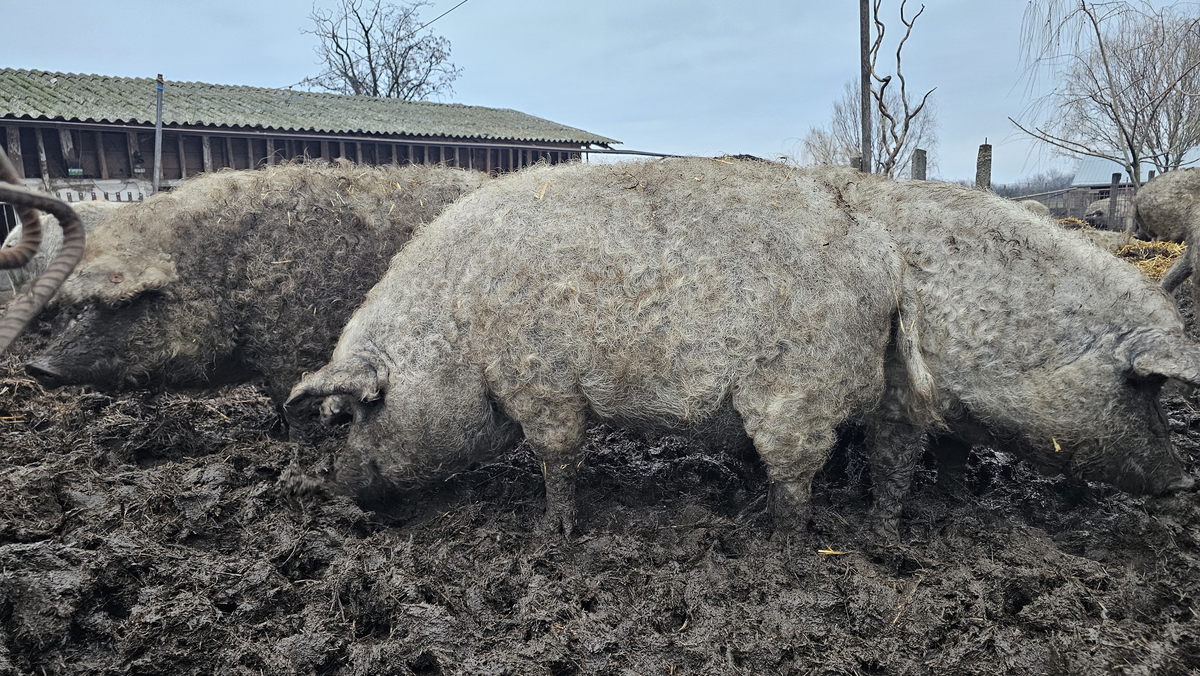 porci mangalita
