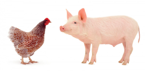 Măsura 14 - bunăstarea animalelor, 465 de beneficiari autorizați la plată