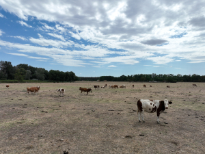 Ajutorul de stat pentru crescătorii de bovine, aprobat de Comisia Europeană