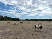 Ajutorul de stat pentru crescătorii de bovine, aprobat de Comisia Europeană