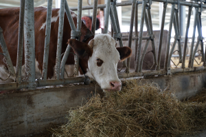 Plafon eliminat pentru investiții în sectorul zootehnic. Cererea de finanțare pentru intervenția DR-20, o nouă versiune
