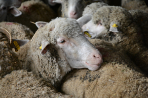 19.475.763 euro, suma totală pentru ANT ovine și caprine