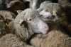 19.475.763 euro, suma totală pentru ANT ovine și caprine