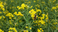 Insecticid autorizat pentru utilizare în situații de urgență, Irazu™ de la FMC