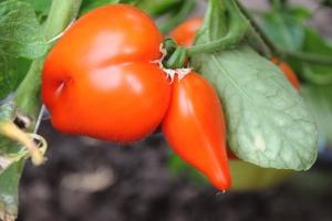 Peste 2.000 de legumicultori au primit circa șase milioane de euro prin programul de susținere a producției de tomate cultivate în spații protejate
