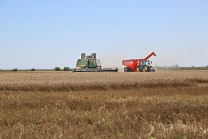 Producții și prețuri mici, dar speranțe de revenire a prețurilor pe piața europeană