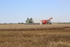 Producții și prețuri mici, dar speranțe de revenire a prețurilor pe piața europeană