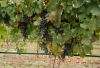 Sprijin pentru asigurarea recoltei de struguri pentru vin. Depunerea cererilor la APIA, 1 - 31 iulie 2020