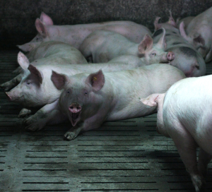 Virusul pestei porcine africane se poate răspândi din cauza sistării inspecțiilor în exploatațiile nonprofesionale