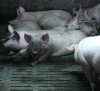 Virusul pestei porcine africane se poate răspândi din cauza sistării inspecțiilor în exploatațiile nonprofesionale