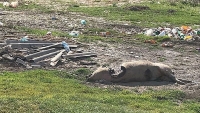 O altă veste proastă: a doua cea mai mare fermă de creștere a porcilor din Europa, suspectă de contaminarea cu pestă porcină africană. De vină ar fi apa din Dunăre!