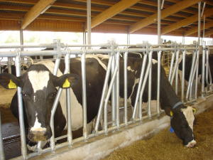 ANT bovine - 2020, aprobat