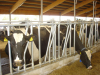 ANT bovine - 2020, aprobat