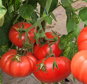 Sărbătoarea tomatelor la INCDBH Ștefănești - Argeș