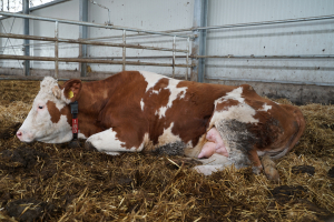 Pragul de 150 UVM, inacceptabil pentru România. Încărcătura de animale pe unitatea de suprafață este sub media europeană