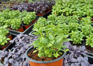 APIA a autorizat la plată peste un milion de lei pentru 50 de cultivatori de plante aromatice