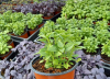 APIA a autorizat la plată peste un milion de lei pentru 50 de cultivatori de plante aromatice