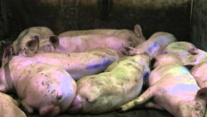 Sute de porci din Teleorman, sacrificați din cauza confirmării PPA