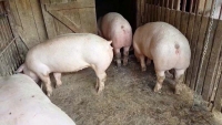 Pestă porcină africană într-o localitate sibiană