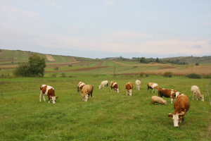 ANT vegetal și zootehnic, mai mare pentru anul de cerere 2021